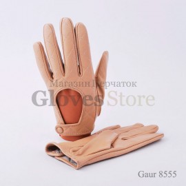 Gaur 8555